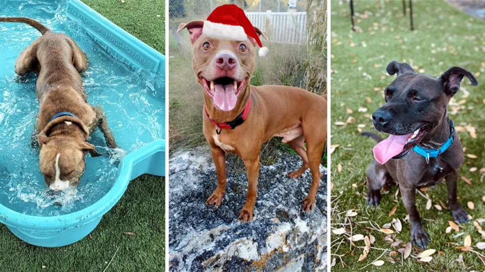 Falkenburg pet resource center on sale